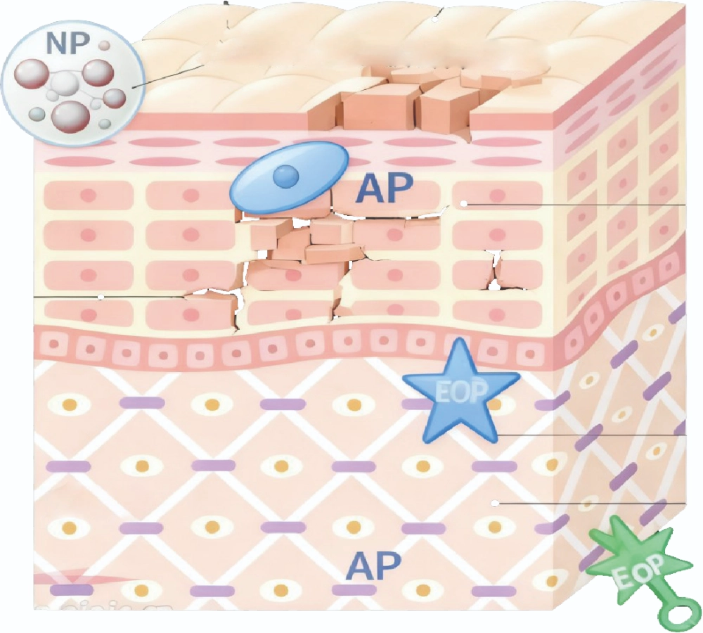 トリプルセラミドの相乗作用 Synergistic Action of Triple Ceramides
