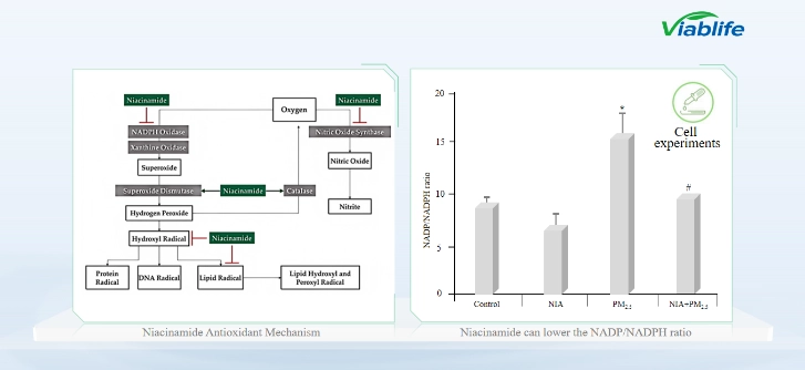 ニコチンアミドの抗酸化メカニズム Antioxidant Mechanism of Nicotinamide