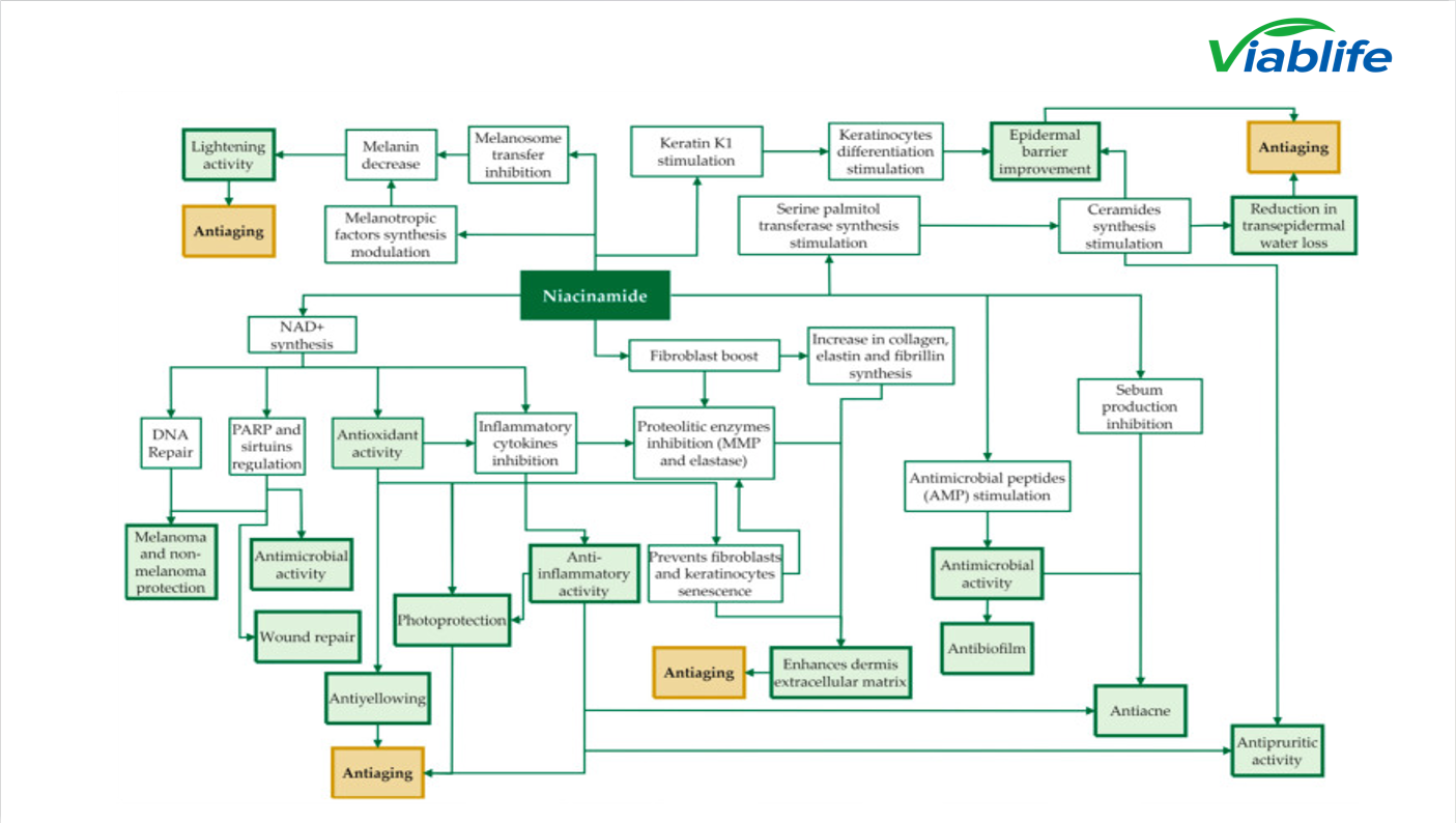 ニコチンアミドは皮脂の経路に影響を与える Nicotinamide influences sebum pathways