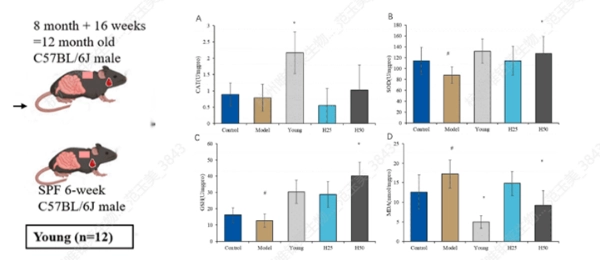 1766720391536735.webp Dual Antioxidant Mechanisms of Hydroxytyrosol2.webp